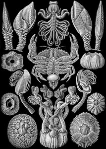 Illustrazione di Cirripedia da "Kunstformen der Natur" 1904