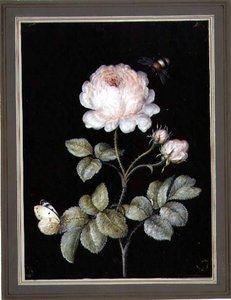 Rosa con bombo e farfalla da Ernst Friedrich Carl Lang