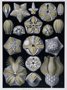 Blastoidea, tavola da Artforms of Nature, c.1899-1904