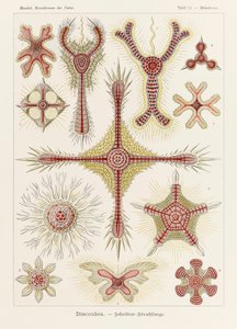 Tavola 11 Heliodiscus Discoidea da 