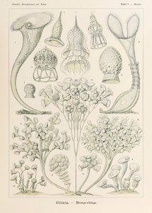 Tavola 3 Stentor Ciliata da 