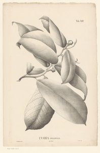 Ramo con foglie e boccioli di fiori (Uvaria Ovalifolia)