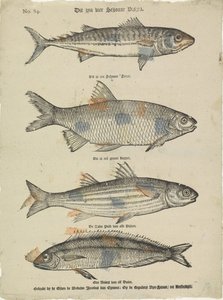 Questi sono quattro bei pesci da Erven de Weduwe Jacobus van Egmont