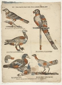 Wilt / ô! giovane gioventù guarda questi uccelli / Che molto eccellono nel somigliare al vivo da Erven de Weduwe Jacobus van Egmont