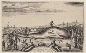 Capodoglio spiaggiato a Noordwijk da Esaias van den Velde I