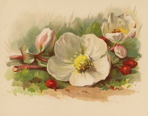 Rosa di Natale e Bacche da Ethel C. Nisbet