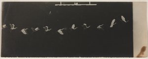 Cronofotografia di un Airone in Volo