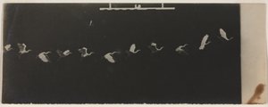 Cronofotografia di un airone in volo