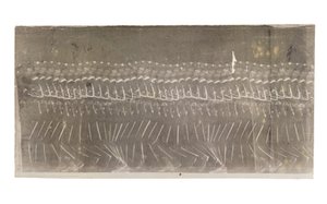 Uomo che cammina, 1882 da Etienne Jules Marey