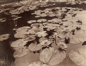 Ninfee (Bagatelle) da Eugène Atget