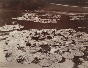 Ninfee da Eugène Atget