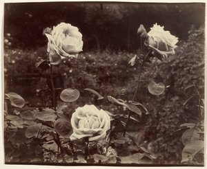  da Eugène Atget