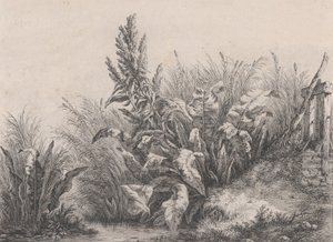 Grande pianta di bietola d