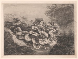 Grande farfaraccio (serie Vier grote plantsoorten)