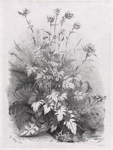 Gruppi di varie piante disegnate dalla natura: n. 7, 1848