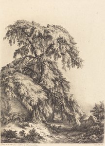 Albero di ginepro da Eugene Bléry