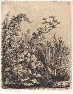La piccola berle aux liserons, pubblicato 1849 da Eugene Bléry