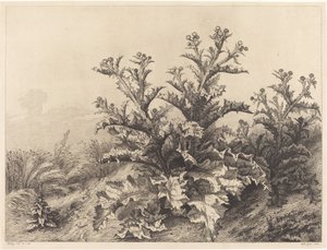 Grande Cardo da Eugene Bléry