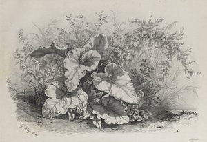 Studio di Piante da Gruppo di Varie Piante Disegnate e Litografate dal Vero (Groupes de Plantes variées dessinées sur Nature et lithographiées...)