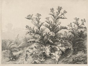 Il grande cardo, 1843
