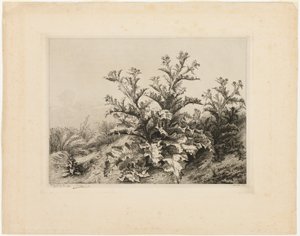 Il Grande Cardo, tavola tre da Les quatres grandes plantes da Eugene Bléry