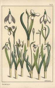 Illustrazione botanica di un bucaneve, Galanthus nivalis da Eugene Grasset