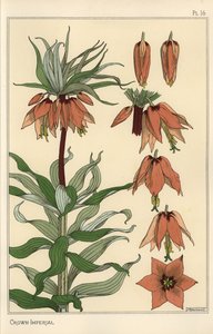 Illustrazione botanica del fiore imperiale, Fritillaria imperialis da Eugene Grasset