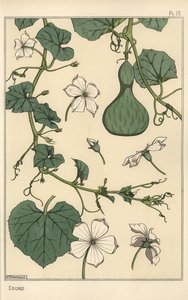 Illustrazione botanica della zucca da Eugene Grasset