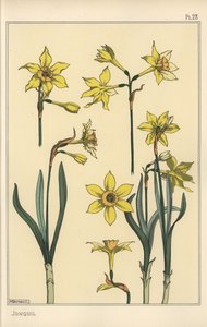 Illustrazione botanica del giunchiglia, Narcissus jonquilla, mostrando parti del fiore