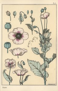 Illustrazione botanica del papavero, con parti del fiore, baccello di oppio