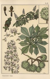 Studio botanico dell