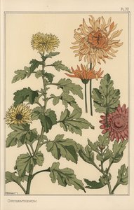 Studio botanico di crisantemo da Eugene Grasset