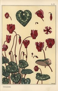 Pianta di ciclamino, con dettagli del fiore, foglie, petali