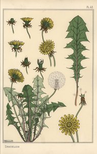 Studio botanico del dente di leone da Eugene Grasset