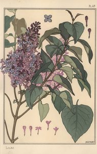 Studio botanico del lillà da Eugene Grasset