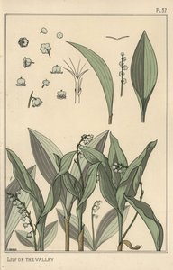 Mughetto, studio botanico da Eugene Grasset