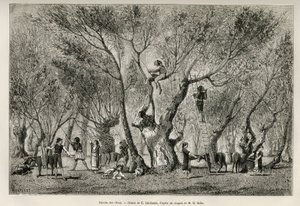 La raccolta delle olive nella regione di Amphissa, disegno di E.Guillaume, per illustrare la storia di Henri Belle: Voyage en Greece da Eugene Guillaume