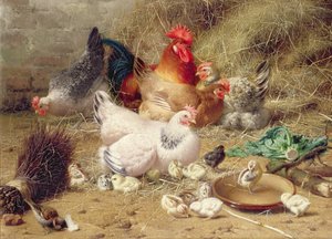 Galline che dormono con i loro pulcini