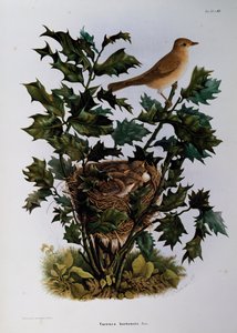 Beccafico (Sylvia hortensis), incisione di Oscar Dressler, dalla Storia Naturale degli Uccelli che Nidificano in Lombardia, di Eugenio Bettoni (1845-1898), Italia da Eugenio Bettoni, Oscar Dressler