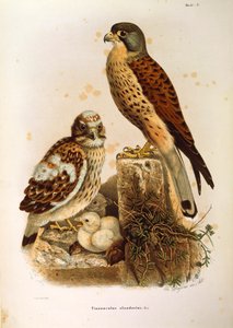 Illustrazione da "Storia naturale degli uccelli che nidificano in Lombardia" di Eugenio Bettoni rappresentante il Gheppio comune (disegno di Oscar Dressler)