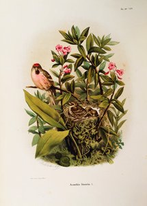 Illustrazione da "Storia naturale degli uccelli che nidificano in Lombardia" di Eugenio Bettoni rappresentante il Venturone comune (disegno di Oscar Dressler) da Eugenio Bettoni, Oscar Dressler