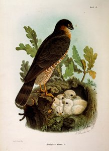 Illustrazione dalla "Storia Naturale degli Uccelli che Nidificano in Lombardia" di Eugenio Bettoni rappresentante lo Sparviero eurasiatico Accipiter nisus da Eugenio Bettoni, Oscar Dressler