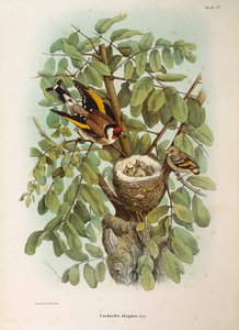 Illustrazione dalla "Storia Naturale degli Uccelli che Nidificano in Lombardia" di Eugenio Bettoni rappresentante la famiglia del Cardellino europeo Carduelis carduelis da Eugenio Bettoni, Oscar Dressler