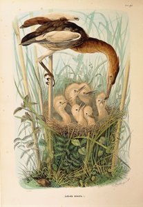 Illustrazione da "Storia naturale degli uccelli che nidificano in Lombardia" di Eugenio Bettoni rappresentante Tarabusino Ixobrychus minutus, di Oscar Dressler