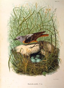 Illustrazione da "Storia naturale degli uccelli che nidificano in Lombardia" di Eugenio Bettoni rappresentante Codirosso Monticola saxatilis femmina al nido, di Oscar Dressler da Eugenio Bettoni, Oscar Dressler