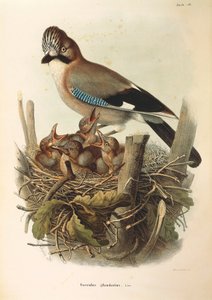 Illustrazione da "Storia Naturale degli Uccelli che Nidificano in Lombardia" di Eugenio Bettoni rappresentante Ghiandaia eurasiatica (Garrulus glandarius), di Oscar Dressler da Eugenio Bettoni, Oscar Dressler