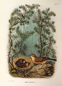 Illustrazione da "Storia naturale degli uccelli che nidificano in Lombardia" di Eugenio Bettoni, rappresentante il pispola d