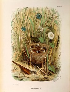 Illustrazione da "Storia naturale degli uccelli che nidificano in Lombardia" di Eugenio Bettoni rappresentante Sterpazzola (Sylvia communis o cinerea), di Oscar Dressler da Eugenio Bettoni, Oscar Dressler
