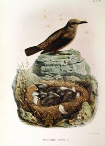 Illustrazione da "Storia naturale degli uccelli che nidificano in Lombardia" di Eugenio Bettoni rappresentante Passero solitario (Monticola solitarius), di Oscar Dressler da Eugenio Bettoni, Oscar Dressler