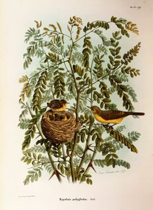 Illustrazione da "Storia naturale degli uccelli che nidificano in Lombardia" di Eugenio Bettoni rappresentante Canapino (Hippolais polyglotta), di Oscar Dressler da Eugenio Bettoni, Oscar Dressler